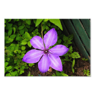 Photo Impression de fleur violette