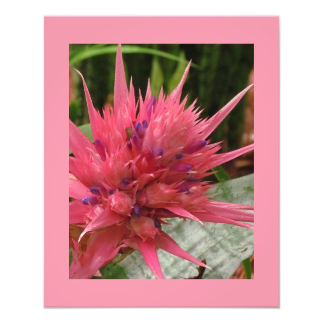 Photo Impression de fleurs exotiques (Devant)