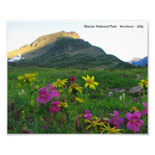 Photo Impression de fleurs sauvages du Glacier National