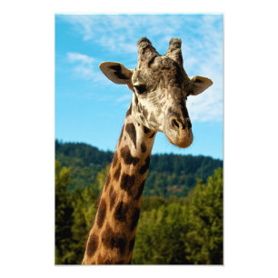 Photo Impression de la girafe