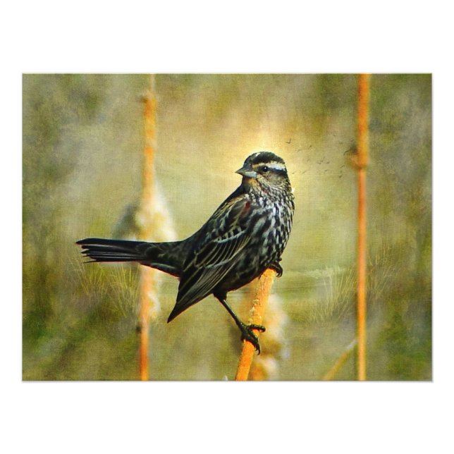 Photo Impression de l'affiche en veilleuse (Devant)