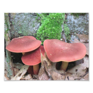 Photo Impression de photos de champignons