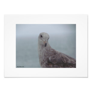 Photo Impression de pigeon curieux