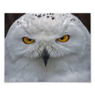 Photo Impression de portrait de harfang des neiges