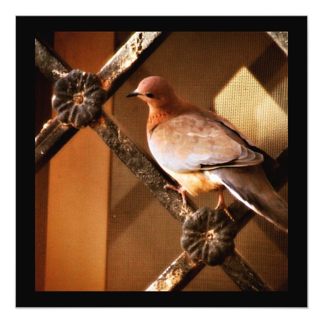 Photo Impression d'une jolie colombe (Devant)