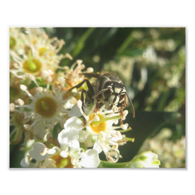 Photo Impression Hornet à tête blanche (Devant)