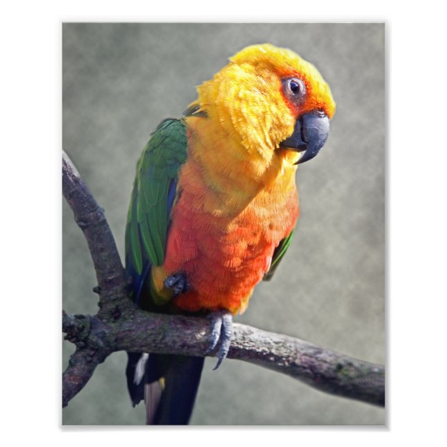 Photo Impression Jenday Conure (Devant)