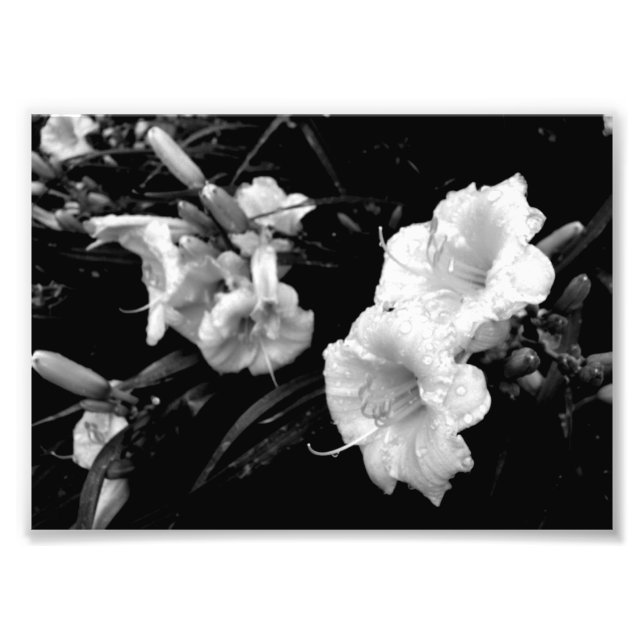 Photo Impression Lillies noir et blanc (Devant)