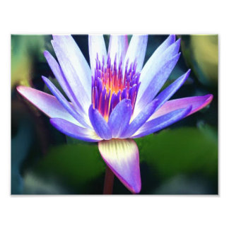 Photo Impression Lotus Flower