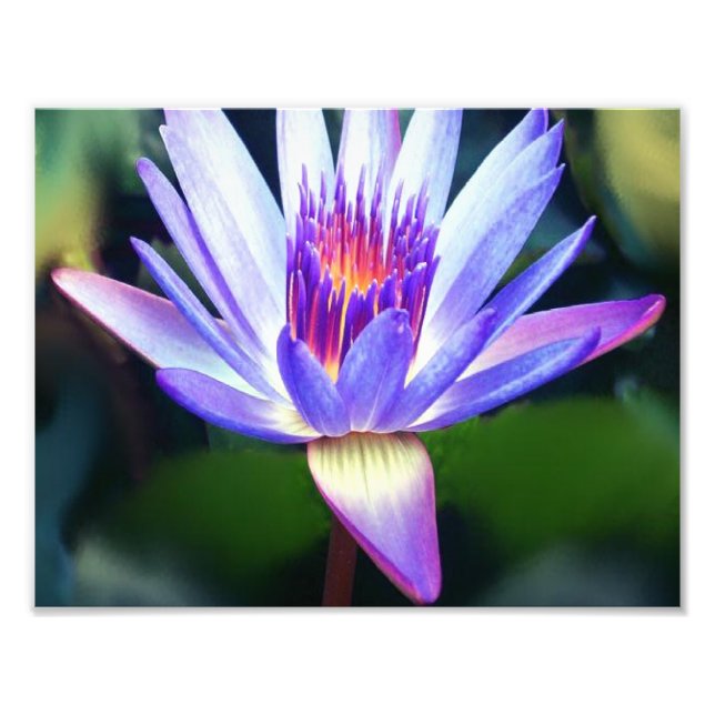 Photo Impression Lotus Flower (Devant)