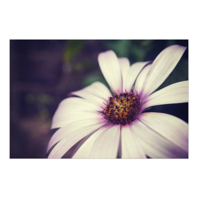 Photo Impression marguerrière. (Devant)