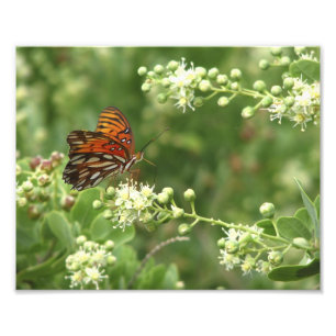 Photo Impression Papillon orange