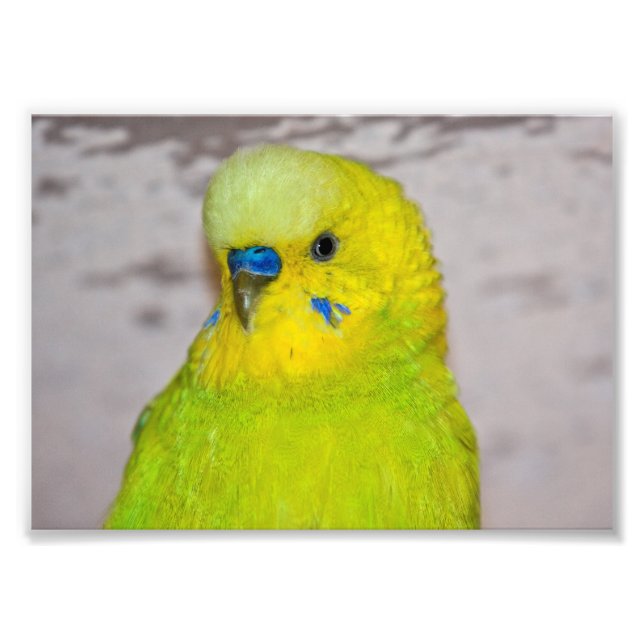 Photo Impression Perruche Jaune (Devant)