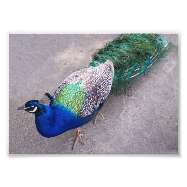 Photo Impression photographique (Devant)