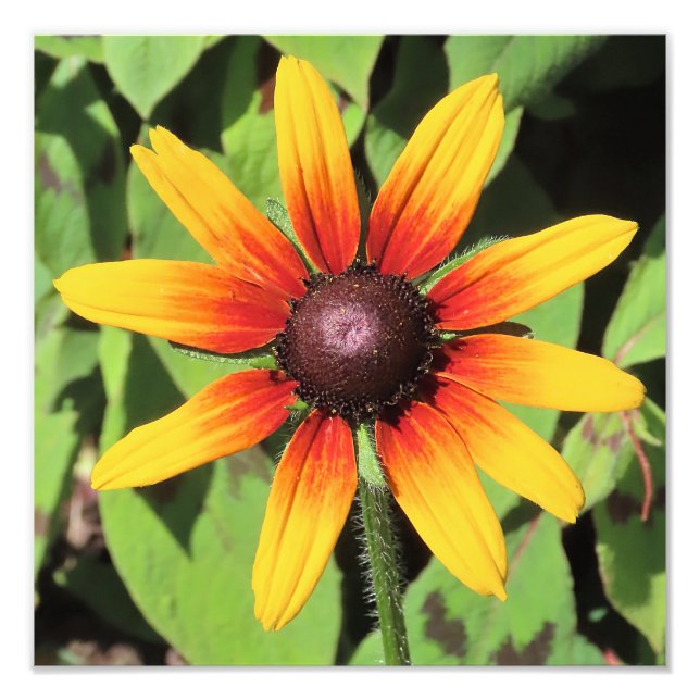 Photo Impression photographique à fleurs Rudbeckia simpl (Devant)
