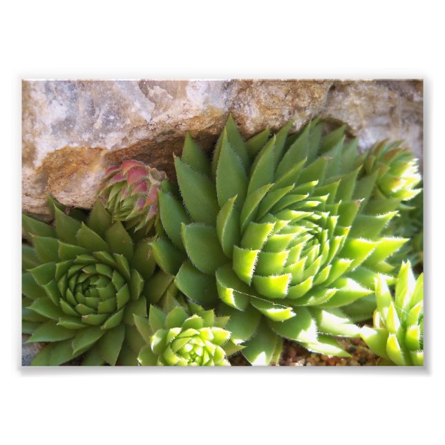 Photo Impression photographique-Cactus (Devant)