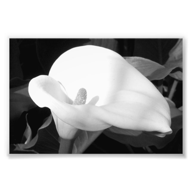 Photo Impression photographique Cala Lily (Devant)