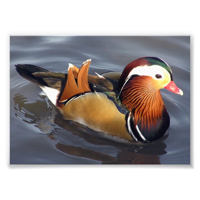 Photo Impression photographique - Canard mandarin (Devant)