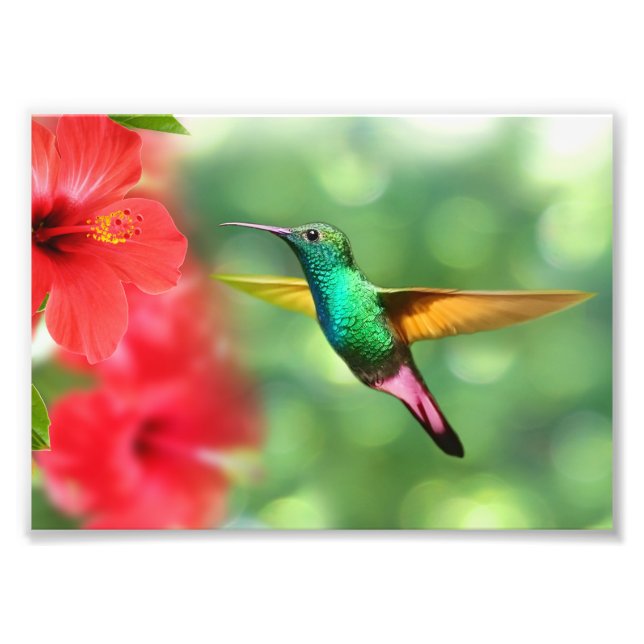 Photo Impression photographique-Colibri (Devant)