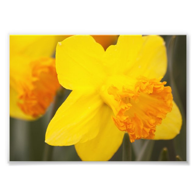 Photo Impression photographique - jonquilles (Devant)