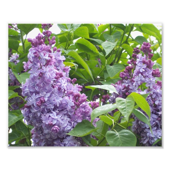 Photo Impression photographique lilas (Devant)