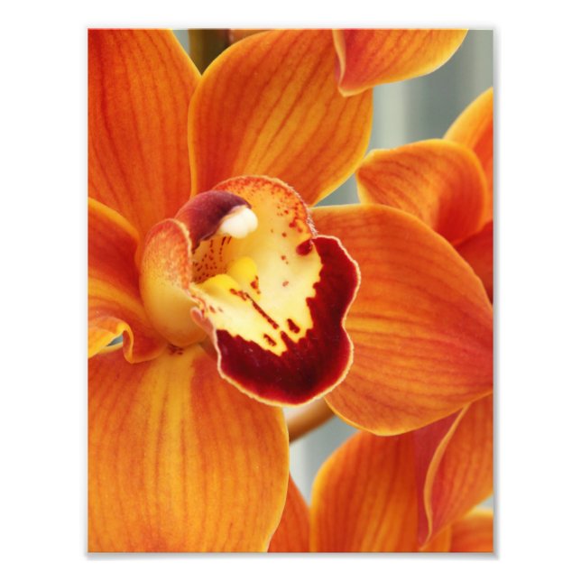 Photo Impression photographique Orchidées (Devant)