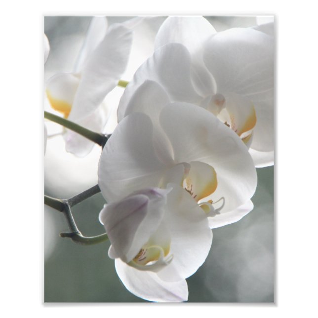 Photo Impression photographique Orchidées blanches (Devant)