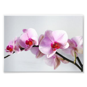 Photo Impression photographique Orchidées roses