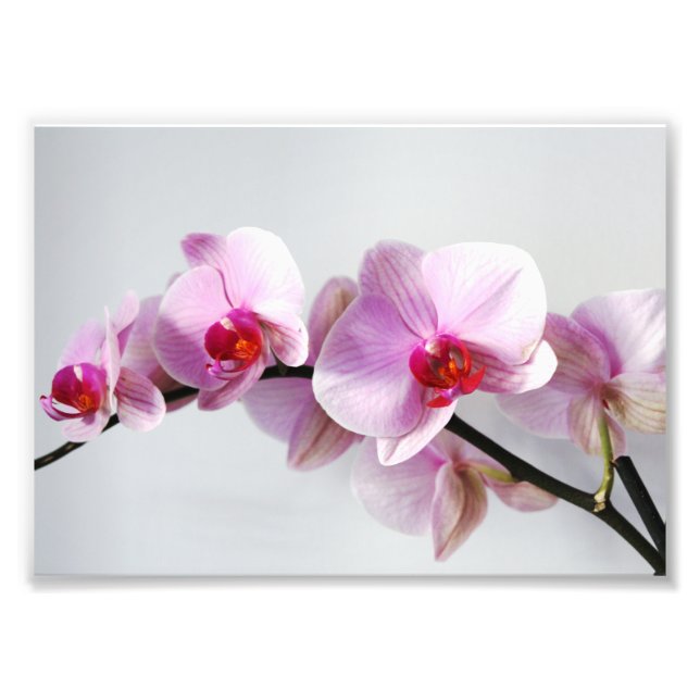 Photo Impression photographique Orchidées roses (Devant)