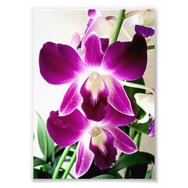 Photo Impression photographique Orchidées violettes (Devant)