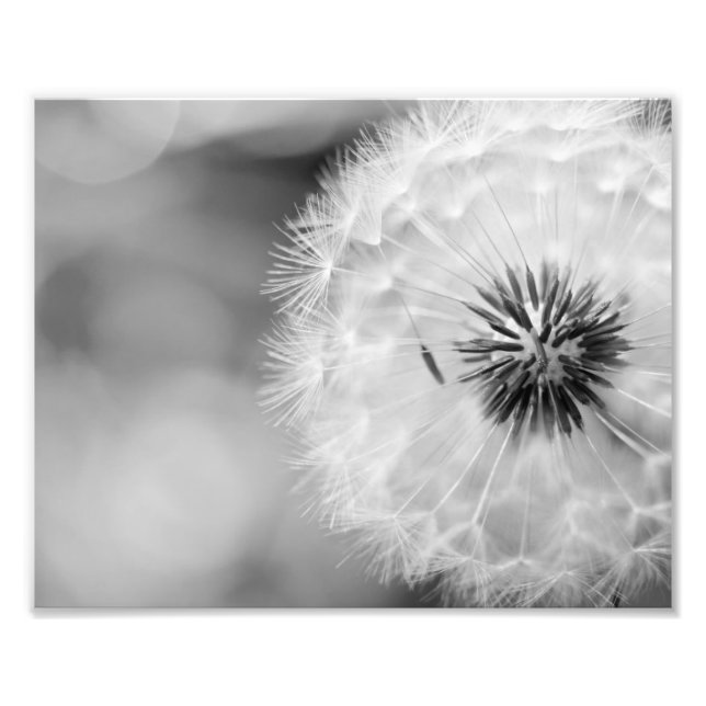 Photo Impression photographique Pissenlit (Devant)