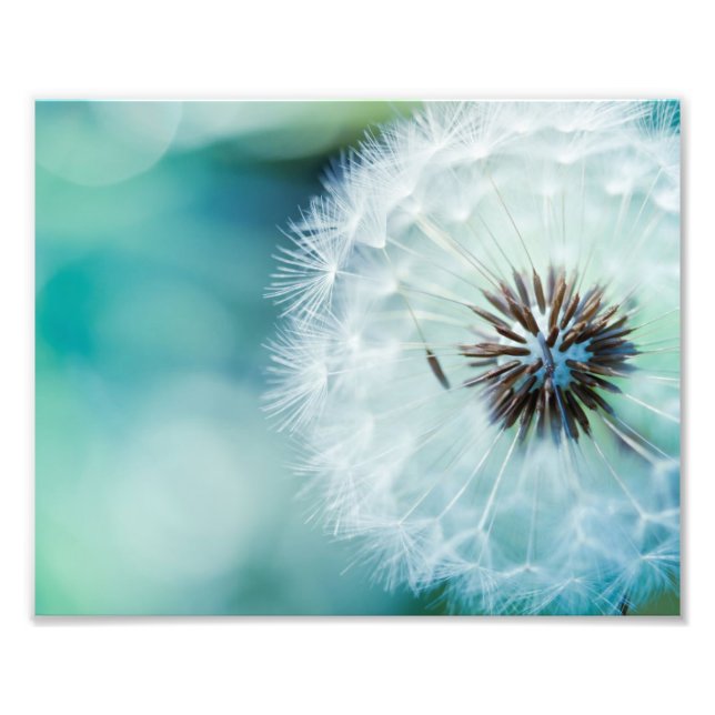 Photo Impression photographique Pissenlit (Devant)