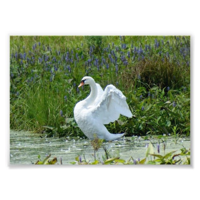Photo Impression photographique Swan 7 x 5 (Devant)