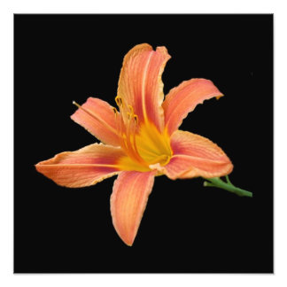 Photo Impression photographique 'Tiger Lily'