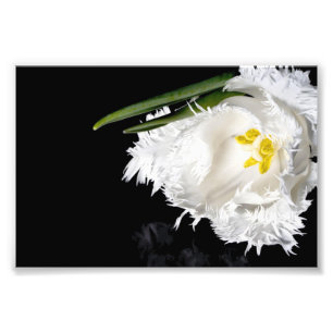 Photo Impression photographique Tulipe