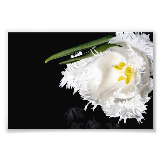 Photo Impression photographique Tulipe (Devant)
