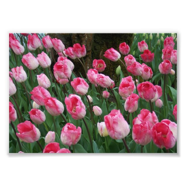 Photo Impression photographique Tulipes roses (Devant)