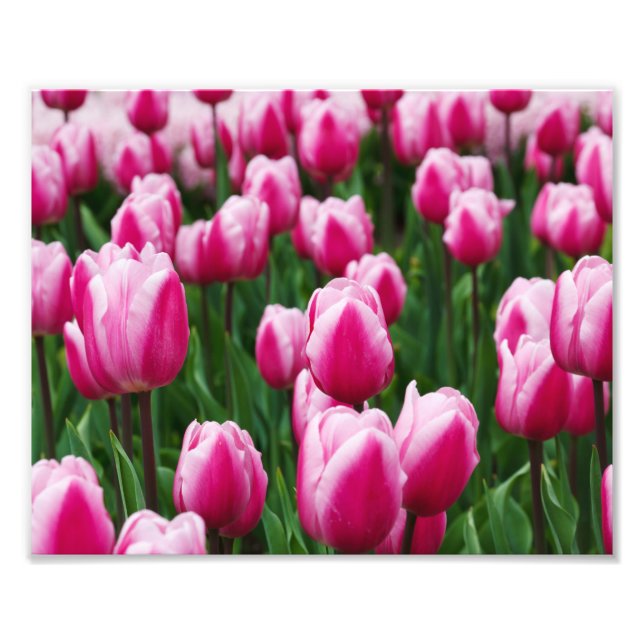 Photo Impression photographique-Tulipes roses (Devant)