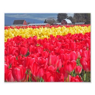 Photo Impression photographique Tulipes rouges et jaunes