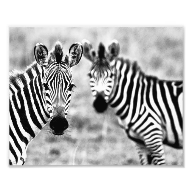 Photo Impression photographique zèbres (Devant)