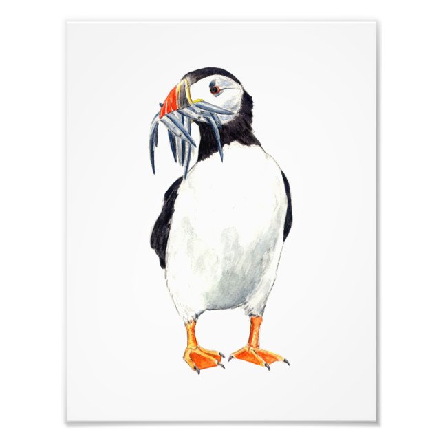 Photo Impression Puffin (Devant)
