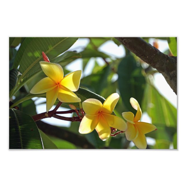 Photo Impression Tropical Jaune (Devant)