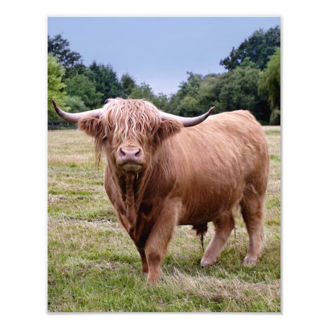 Photo Impression vache des Highlands (Devant)