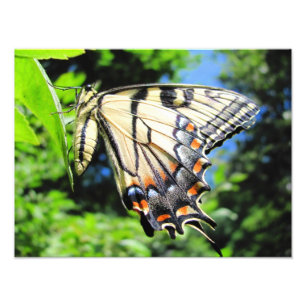 Photo jaune de ~ de machaon