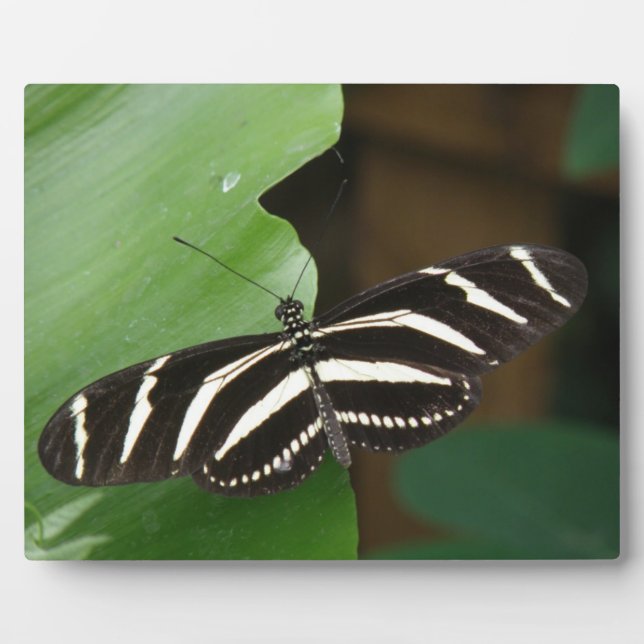 Photo Jolie plaque de papillon Zebra Longwing (Devant)