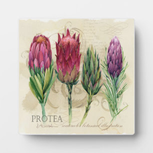 Photo Jolie plaque de Protea