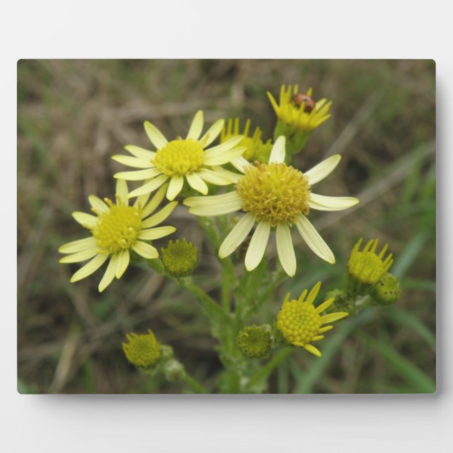 Photo Jolie Plaque Fleur sauvage Jaune (Devant)