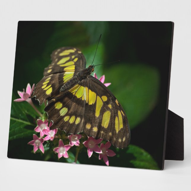 Photo La beauté dans la Plaque des étoiles (Côté)