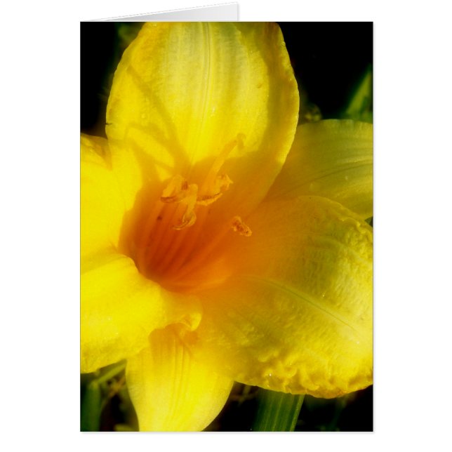 Photo Lily jaune (Devant)