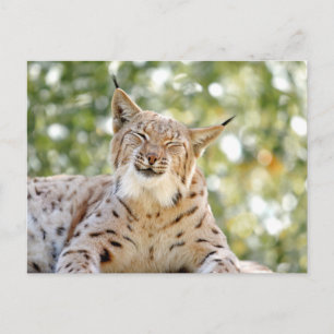 Photo lynx, animaux. carte postale